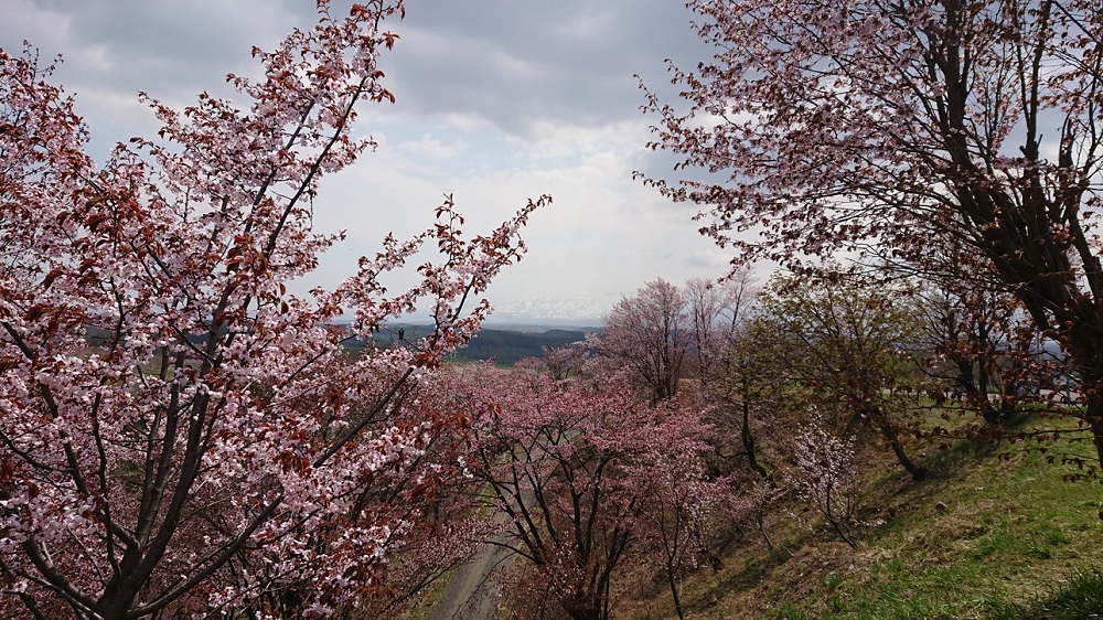 DSC_0684.jpg