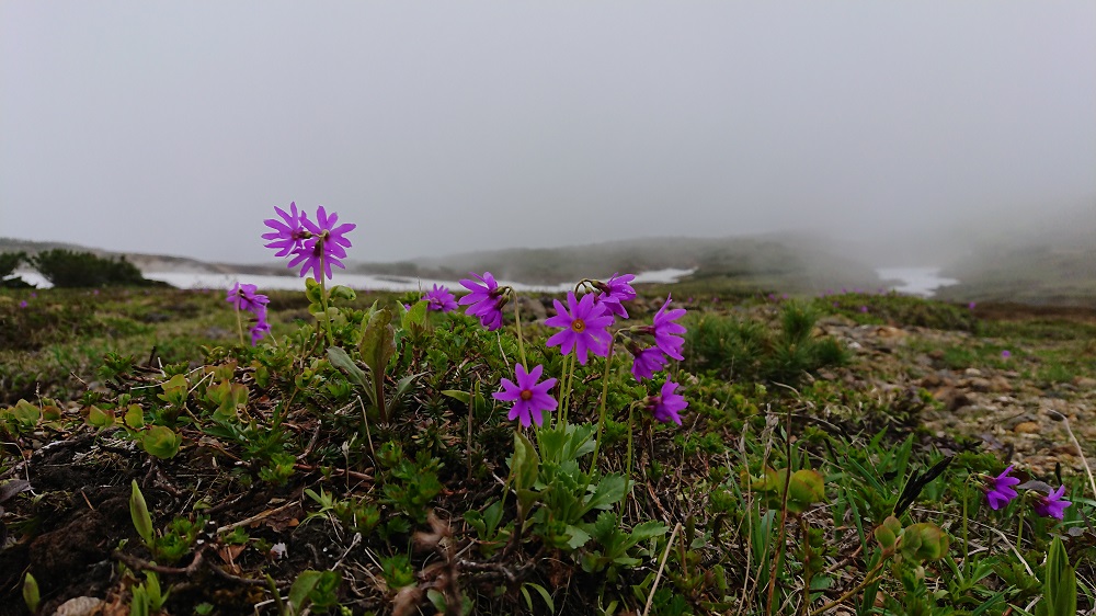 大雪山旭岳で咲く高山植物 | Daisetsuzan Asahidake Ropeway
