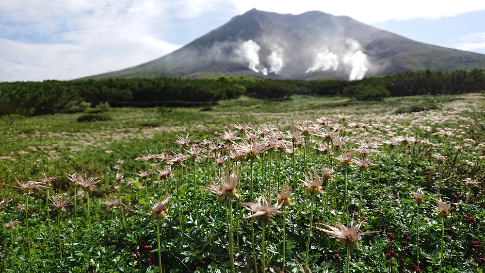 山岳地帯 幻の高山植物が咲く「横岳」 移住コンシェルジュ|長野県・信州へ