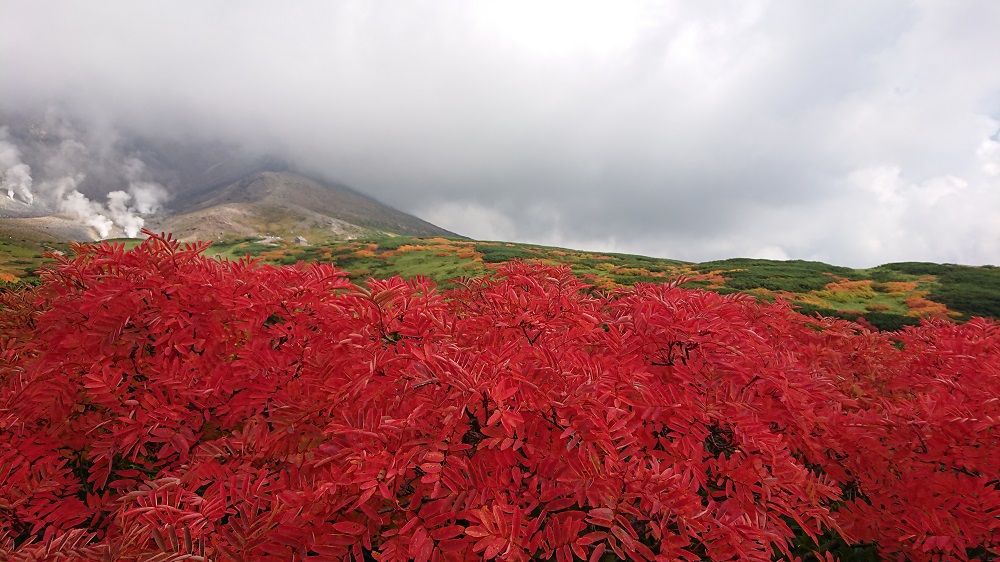 紅葉見頃！（標高約1600m） | Daisetsuzan Asahidake Ropeway
