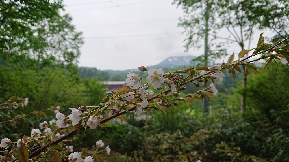 日本一開花が遅い桜 | Daisetsuzan Asahidake Ropeway
