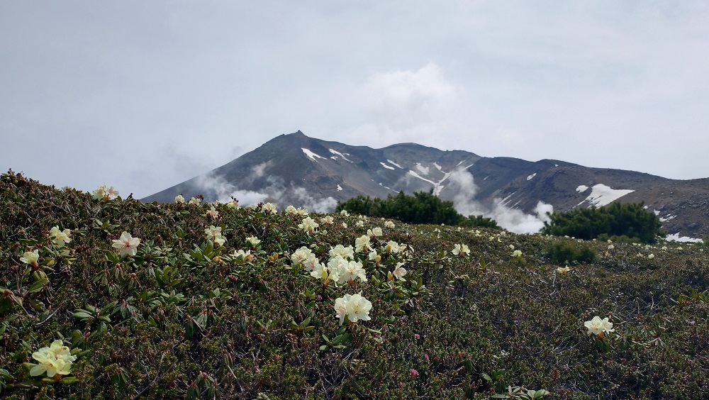 キバナシャクナゲ」見頃！ | Daisetsuzan Asahidake Ropeway